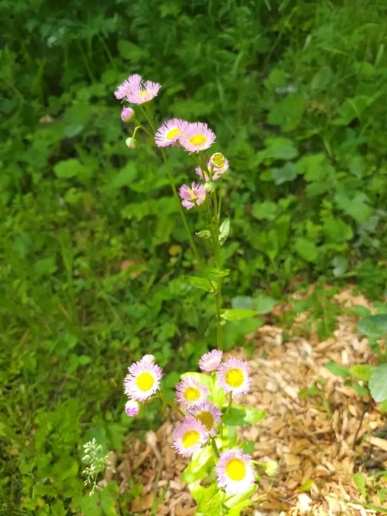 photo d'une plante en fleur rose