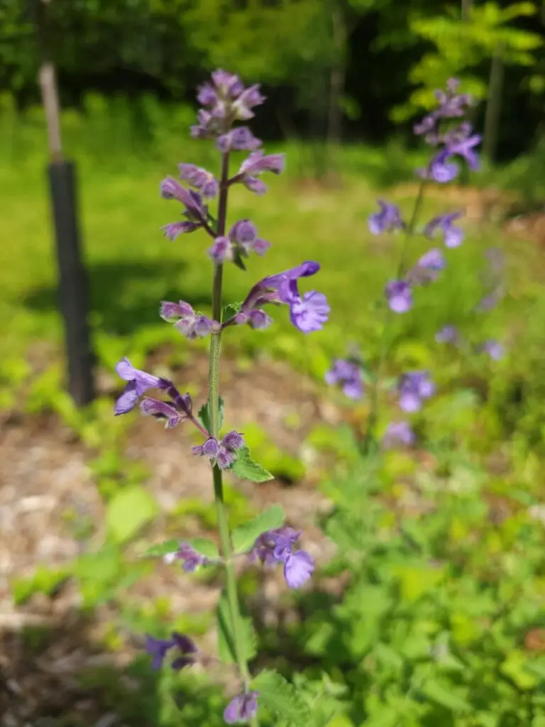 photo d'une plante en fleur mauve