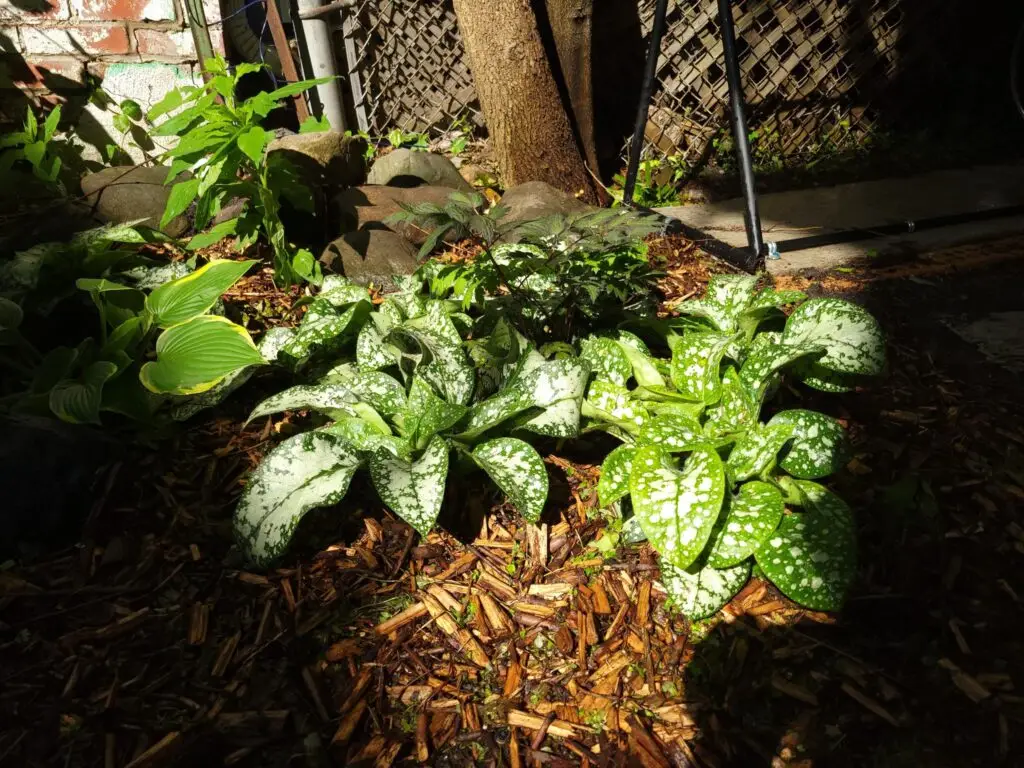 photo de plantes vertes à l'extérieur