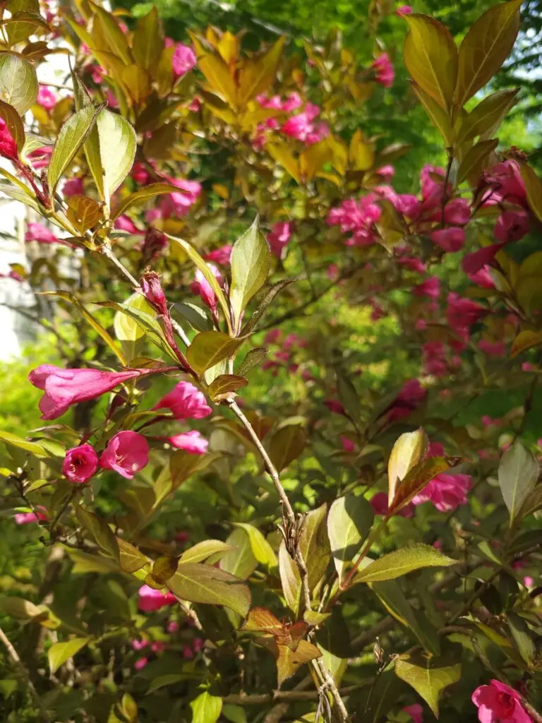 photo d'une plante en fleur rose foncée