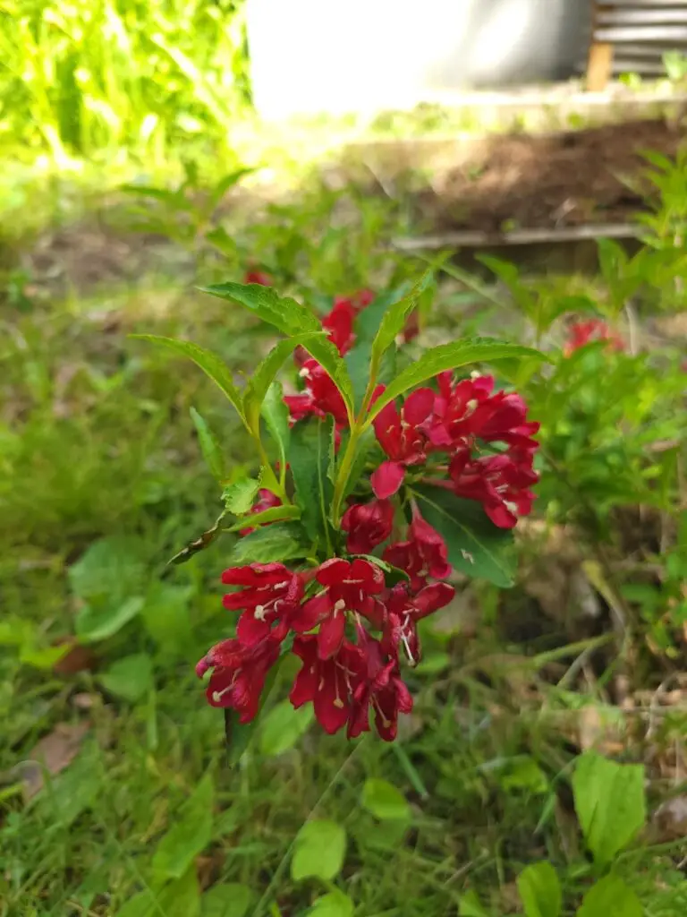 photo d'une plante en fleur rouge